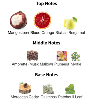 The Maker - Paradiso